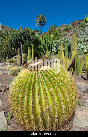 Cactus Garden im Palmitos Park Stockfoto