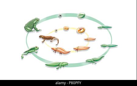 Vergleich zwischen den Lebenszyklus des Frosches und der Salamander. Stockfoto