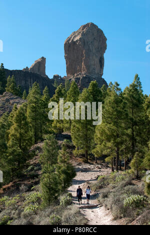 Roque Nublo und Fußweg durch Pinien in der Mitte der Insel Stockfoto