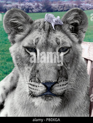 Löwe mit Maus auf seinem Kopf, England, Großbritannien Stockfoto