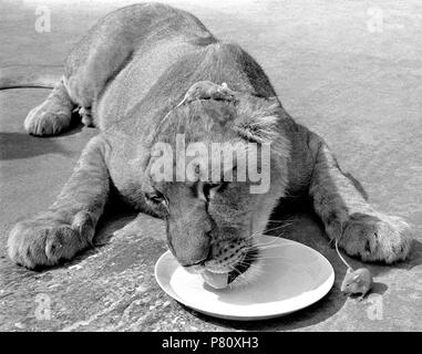 Löwe mit Maus auf seinem Kopf, England, Großbritannien Stockfoto