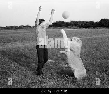 Junge spielt Ball mit Löwen, England, Großbritannien Stockfoto