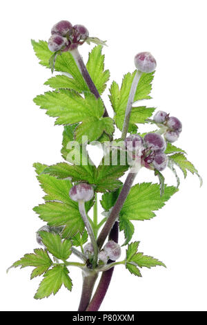 Dunkles rot und lila Blumen Knospen auf Garten pflanzen Branchen. Auf weissem studio Makroaufnahme isoliert Stockfoto