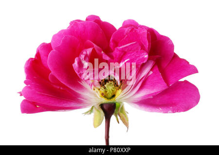 Im Inneren des Sommers Knospen, ein kleines rosa Rose Blume. Innerhalb der realen Anlage Konzept. Auf weissem studio Makro isoliert Stockfoto