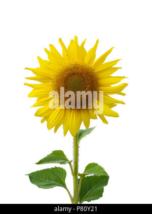 Sonnenblume ist blühende auf weißem Hintergrund Stockfoto