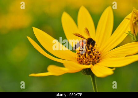 Jerusalem Artischocken Sonnenblume und Biene Stockfoto