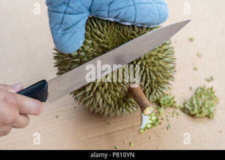 Hand mit Messer durian Schale, hat viele Dornen zu schälen. Tropische Früchte der Saison, König der Früchte aus Thailand. Die Durian schälen, Handschuhe, Messer. Stockfoto