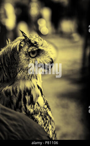 Wild ausgebildet Eule, Detail der grosse Vogel Stockfoto