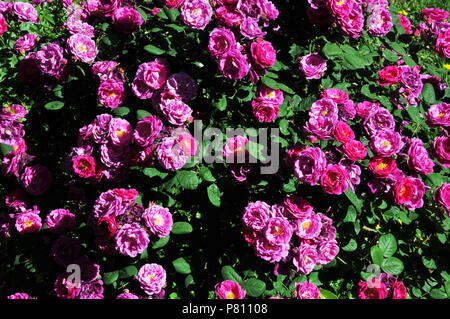 Rosa 'Zigeuner Junge 'Bourbon rose Stockfoto