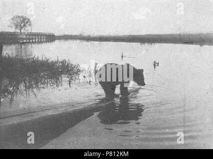 337 Rusakovičy, Pcič. Русаковічы, Пціч (1901-17) (3) Stockfoto