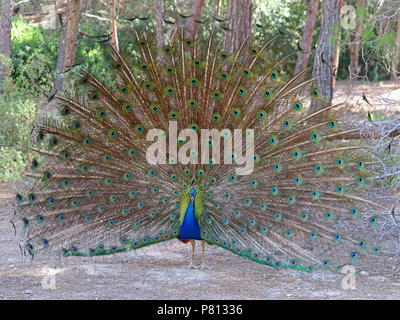 Schöne Pfau mit offenen Federn in Plaka Wald, Kos, Griechenland Stockfoto