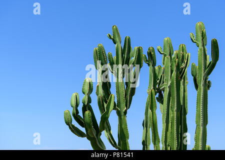 Grünen Kaktus Nahaufnahme Stockfoto