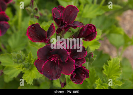 In der Nähe von schönen dunklen Burgund Efeu Pelargonie Stockfoto