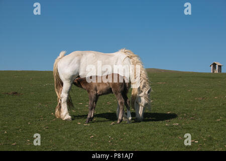 Portrait von baby Pferd Fohlen säugen Milch aus Ihre Stute Stockfoto