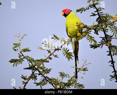 Pflaume vorangegangen Sittich auf Baum Stockfoto