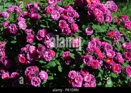 Rosa 'Zigeuner Junge 'Bourbon rose Stockfoto