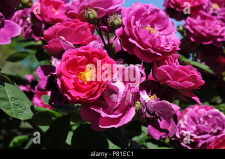 Rosa 'Zigeuner Junge 'Bourbon rose Stockfoto