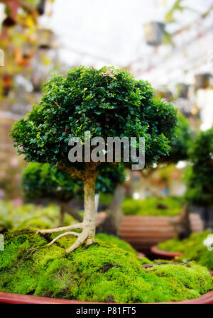 Bonsai Bäume in Töpfen mit Moos in der Natur Stockfoto