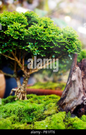 Bonsai Bäume in Töpfen mit Moos in der Natur Stockfoto