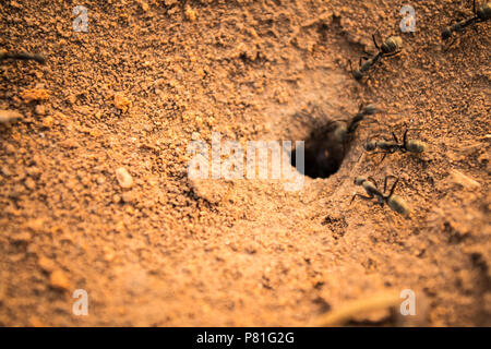 Ameisen sind Lebensmittel in das Nest. Stockfoto