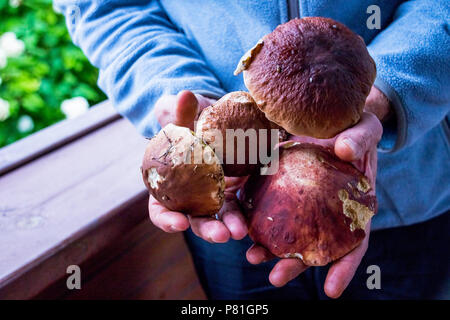 Hände voll von Waldpilzen, viele Pilze in den Männern in die Hände spielen. Hand voller Sommer Steinpilze. Pilz, groß, Essen, Hand, Wald gesund Herbst braun Natur pflücken sammeln Saison Pilz Stockfoto