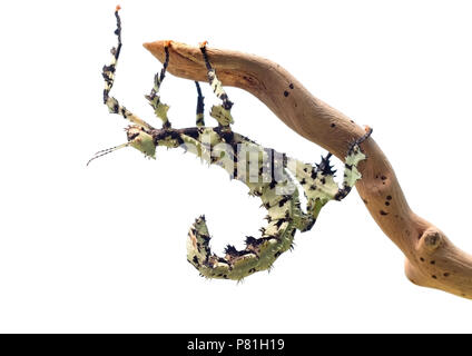 Stacheligen Stick Insect, Extatosoma tiaratum, aus Australien. Ein beliebtes Haustier. Hier flechten Farbvariante. Weibliche auf Weiß. Stockfoto