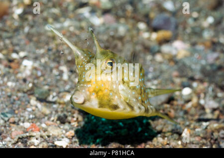 Longhorn cowfish (Lactoria cornuta). Rinca, Komodo National Park, Indonesia. (Digital Capture). Stockfoto