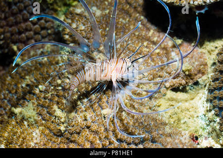 Rotfeuerfisch (Pterois volitans) Kinder. Manado, Nord Sulawesi, Indonesien. Stockfoto