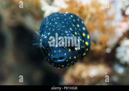 Guineafowl Puffer [Arothron nigropunctatus] Jugendlicher. Lembeh Strait, Nord Sulawesi, Indonesien. Stockfoto