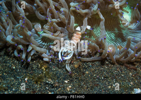 Herrliche Garnelen [Periclemenes magnificus] auf tentakeln der Catalophyllia jardinei. Lembeh Strait, Nord Sulawesi, Indonesien. Stockfoto