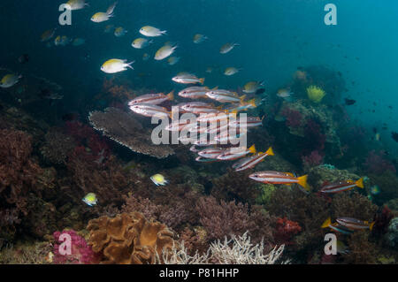 Coral Reef Landschaft mit Zwei-Spot banded Schnapper [Lutjanus biguttatus]. West Papua, Indonesien. Stockfoto