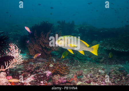 Plectorhinchus polytaenia Ribbon Süßlippen []. West Papua, Indonesien. Stockfoto