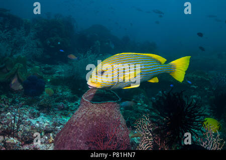 Plectorhinchus polytaenia Ribbon Süßlippen []. West Papua, Indonesien. Stockfoto