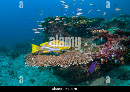 Plectorhinchus polytaenia Ribbon Süßlippen []. West Papua, Indonesien. Stockfoto