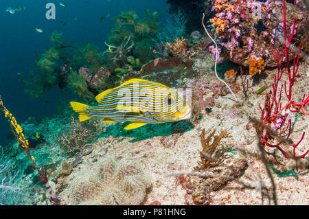 Plectorhinchus polytaenia Ribbon Süßlippen []. West Papua, Indonesien. Stockfoto