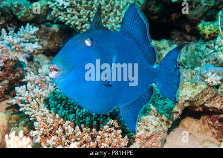 Blauer Drückerfisch [Pseudobalistes Fuscus].  Ägypten, Rotes Meer.  Indo-Pazifik. Stockfoto