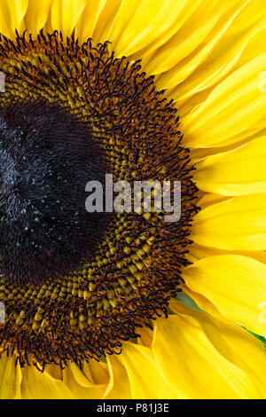 Nahaufnahme von einer einzigen riesigen gelben Sonnenblumen Stockfoto