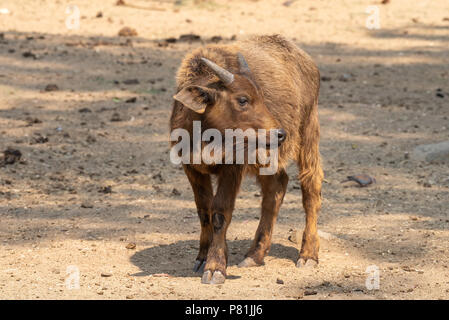 Ein Büffel Kalb, Syncerus caffer Caffer, an der Seite der Suche Stockfoto