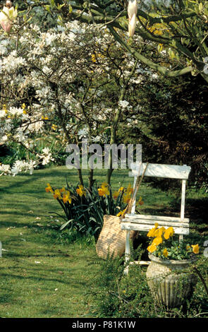 Weißen garten Stuhl unter Magnolien lackiert Stockfoto