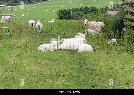 Schafe und Lämmer im Vordergrund mit einer Herde Schafe weiden auf dem Gebiet jenseits Stockfoto