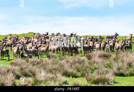 Eine Herde von Rotwild Hirsche, Cervus elaphus scoticus, in Glen Loth, Sutherland, Schottland. 27. Mai 2018 Stockfoto