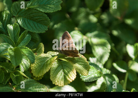 Ein ringelwürmer Schmetterling, Aphantopus hyperantus, ruht auf Blätter in dappled Licht, Mershead Nature Reserve, Dumfries und Galloway, Schottland. 01. Juli 2018 Stockfoto