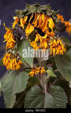 Sterbende getrocknete Sonnenblumen mit Verschrumpelten gelbe Blüten und Blätter von der Sonne und der Mangel an Wasser in eine Dürre welke Stockfoto