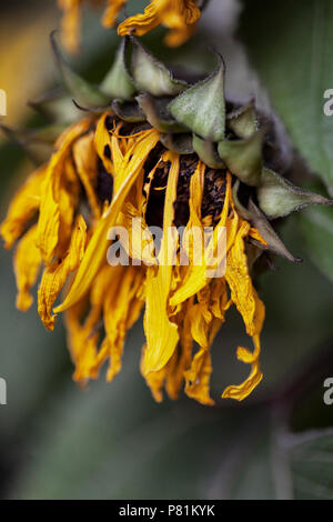 Sterbende getrocknete Sonnenblumen mit Verschrumpelten gelbe Blüten und Blätter von der Sonne und der Mangel an Wasser in eine Dürre welke Stockfoto