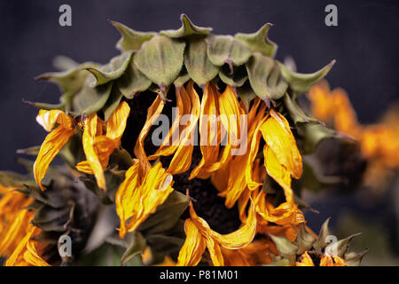 Sterbende getrocknete Sonnenblumen mit Verschrumpelten gelbe Blüten und Blätter von der Sonne und der Mangel an Wasser in eine Dürre welke Stockfoto