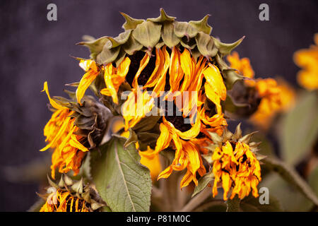 Sterbende getrocknete Sonnenblumen mit Verschrumpelten gelbe Blüten und Blätter von der Sonne und der Mangel an Wasser in eine Dürre welke Stockfoto