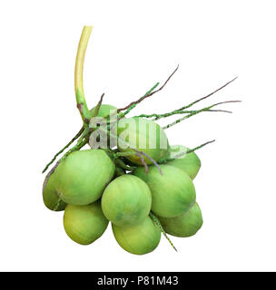 Aromatische grüne Kokosnuss oder duftende Kokos auf weißem Hintergrund. Stockfoto