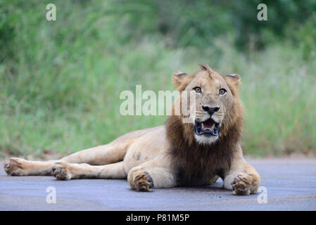 Lion ruht auf der Straße, mit offenen Händen sieht aus wie ein Löwe im muslimischen Stil beten Stockfoto