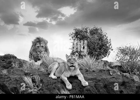 Männliche und weibliche Löwen suchen einschüchternd und beängstigend ruht auf einem Felsen in der Wüste Masai Mara Kenia Stockfoto