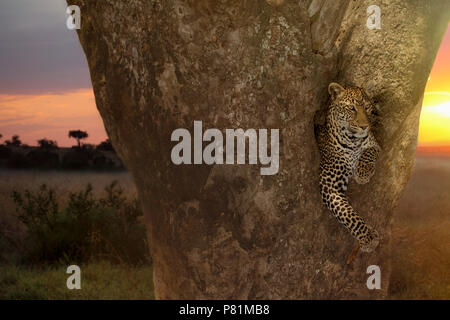 Die schönsten weiblichen Leopard ruht auf einem Wurst Baum bei Sonnenuntergang in Kenia Stockfoto